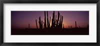Framed Silhouette of Organ Pipe cacti (Stenocereus thurberi) on a landscape, Organ Pipe Cactus National Monument, Arizona, USA