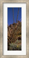 Framed Plants on a landscape, Organ Pipe Cactus National Monument, Arizona (vertical)