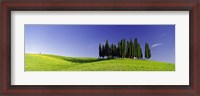 Framed Trees on a landscape, Val D'Orcia, Siena Province, Tuscany, Italy