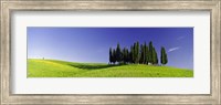 Framed Trees on a landscape, Val D'Orcia, Siena Province, Tuscany, Italy