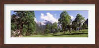 Framed Maple trees with mountain range in the background, Karwendel Mountains, Risstal Valley, Hinterriss, Tyrol, Austria