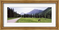 Framed Cows grazing in a field, Karwendel Mountains, Risstal Valley, Hinterriss, Tyrol, Austria
