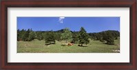 Framed Herd of cows grazing in a field, Karwendel Mountains, Risstal Valley, Hinterriss, Tyrol, Austria