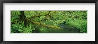 Framed Stream flowing through a rainforest, Hoh Rainforest, Olympic National Park, Washington State, USA
