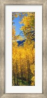 Framed Valley with Aspen trees in autumn, Colorado, USA