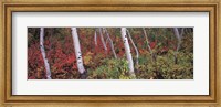 Framed Trees in a forest