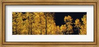 Framed Aspen trees in autumn, Colorado, USA