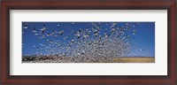 Framed Flock of Snow geese flying, Bosque Del Apache National Wildlife Reserve, New Mexico