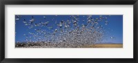 Framed Flock of Snow geese flying, Bosque Del Apache National Wildlife Reserve, New Mexico