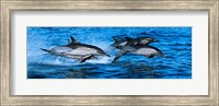 Framed Dolphins in the sea