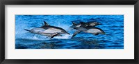 Framed Dolphins in the sea