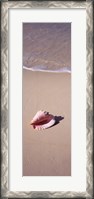 Framed High angle view of a conch shell on the beach, Bahamas