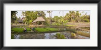 Framed Farmer working in a rice field, Chiang Mai, Thailand