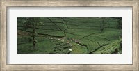Framed Tea plantation, Java, Indonesia
