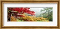 Framed Red & Yellow Trees in Butchart Gardens, Vancouver Island, British Columbia, Canada