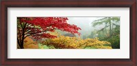 Framed Red & Yellow Trees in Butchart Gardens, Vancouver Island, British Columbia, Canada