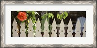 Framed White picket fence and red hibiscus flower along Whitehead Street, Key West, Monroe County, Florida, USA