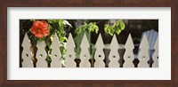 Framed White picket fence and red hibiscus flower along Whitehead Street, Key West, Monroe County, Florida, USA
