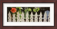 Framed White picket fence and red hibiscus flower along Whitehead Street, Key West, Monroe County, Florida, USA
