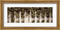 Framed White picket fence surrounded by bushes along Truman Avenue, Key West, Monroe County, Florida, USA