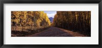 Framed Trees both sides of a dirt road, Jackson Guard Station, Owl Creek Pass, Ridgway, Colorado, USA