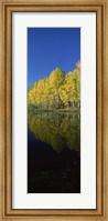 Framed Reflection of Aspen trees in a lake, Colorado, USA