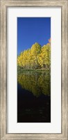 Framed Reflection of Aspen trees in a lake, Colorado, USA