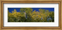 Framed Low angle view of trees, Colorado, USA