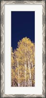 Framed Low angle view of Aspen trees, Colorado, USA