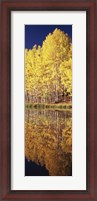Framed Reflection of Aspen trees in a lake, Telluride, San Miguel County, Colorado, USA