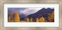 Framed Trees in a forest, U.S. Route 550, Jackson Guard Station, Colorado, USA