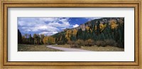 Framed Road passing through a forest, Jackson Guard Station, Ridgway, Colorado, USA