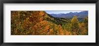 Framed Forest, Silverton, San Juan County, Colorado, USA