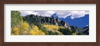 Framed Forest on a mountain, Jackson Guard Station, Ridgway, Colorado, USA