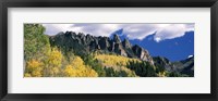 Framed Forest on a mountain, Jackson Guard Station, Ridgway, Colorado, USA