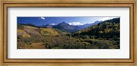 Framed Trees on mountains, State Highway 62, Ridgway, Colorado, USA
