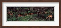 Framed Herd of impalas (Aepyceros Melampus) grazing in a forest, Kruger National Park, South Africa