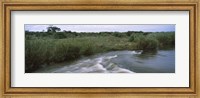 Framed River flowing through a forest, Sabie River, Kruger National Park, South Africa