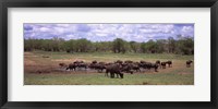 Framed Herd of Cape buffaloes (Syncerus caffer) use a mud hole to cool off in mid-day sun, Kruger National Park, South Africa