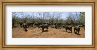 Framed Herd of Cape buffaloes wait out in the minimal shade of thorn trees, Kruger National Park, South Africa