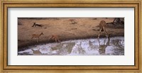 Framed Impalas (Aepyceros Melampus) and a giraffe at a waterhole, Mkuze Game Reserve, Kwazulu-Natal, South Africa