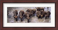 Framed Herd of Blue wildebeests (Connochaetes taurinus) at a waterhole, Mkuze Game Reserve, Kwazulu-Natal, South Africa