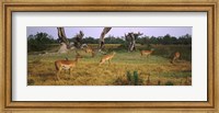 Framed Herd of impalas (Aepyceros Melampus) grazing in a field, Moremi Wildlife Reserve, Botswana