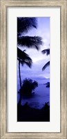 Framed Palm trees on the coast, Colombia (purple and blue)