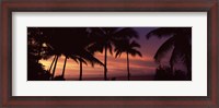 Framed Palm trees on the coast, Colombia (pink sky)