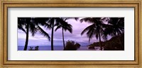 Framed Palm trees on the coast, Colombia (purple sky with clouds)