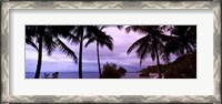 Framed Palm trees on the coast, Colombia (purple sky with clouds)