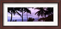 Framed Palm trees on the coast, Colombia (purple sky with clouds)