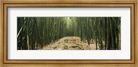 Framed Path with stones surrounded by Bamboo, Oheo Gulch, Seven Sacred Pools, Hana, Maui, Hawaii, USA