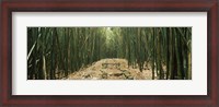 Framed Path with stones surrounded by Bamboo, Oheo Gulch, Seven Sacred Pools, Hana, Maui, Hawaii, USA